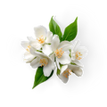 Jasmine