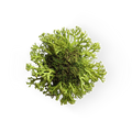 Oakmoss