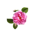 Turkish Rose