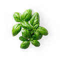 Basil