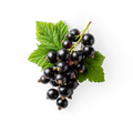 Blackcurrant
