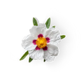 Rock Rose