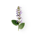 Clary Sage