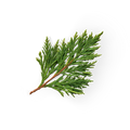 Cypress