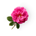 Bulgarian Rose