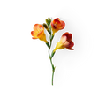 Freesia