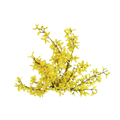 Galbanum