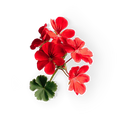 Geranium