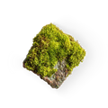 Moss