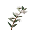 Myrtle