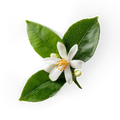 Neroli
