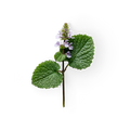 Patchouli