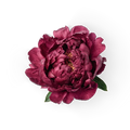 Peony