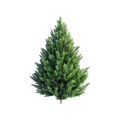Pine Tree