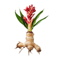 Red Ginger