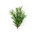 Rosemary