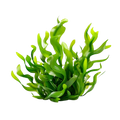 Marine Seaweed