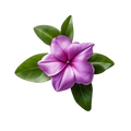 Verbena